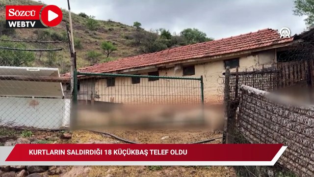 Kurtların saldırdığı 18 küçükbaş telef oldu