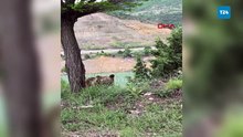 Yiyecek arayan yavru ayı kamerada