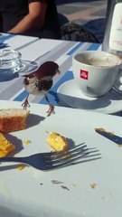 Dad sparrow feeding his child at a cafe