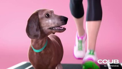 🤣🤣🤣Funny Videos - Funniest Kittens - Cats And