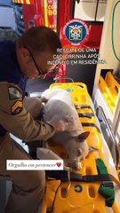 Cadela desmaia por fumaça e é resgatada de incêndio por bombeiros