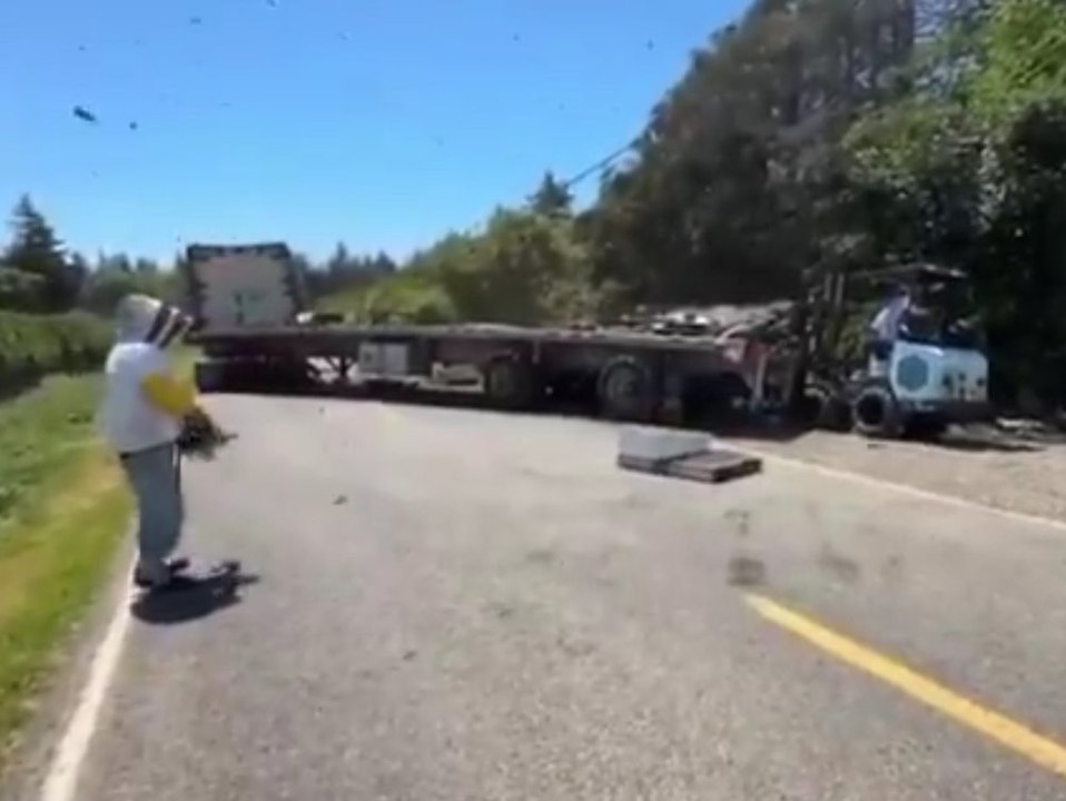 14 Millionen Bienen entkommen nach Lkw-Crash