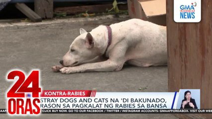 Responsible pet ownership, susi sa pagkontrol sa pagkalat ng rabies | 24 Oras