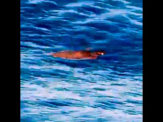 Eolie, avvistato in prossimità dell'isola di Panarea un esemplare di Caretta Caretta