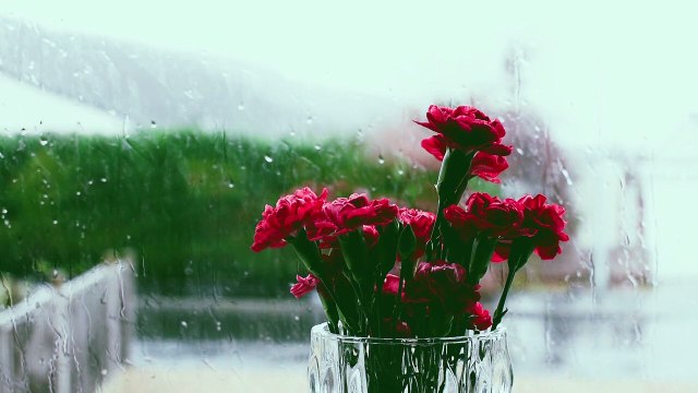 Rain on Rose |1 Minute Beautiful Rain Sound | Cozy rain | Rain sounds for sleeping | Rain and thunder sounds for Sleeping | Rain sounds to sleep instantly | Sound of rain | Noise of rain on flowers | Sound of rain outside the window | Essential Escape│Rel