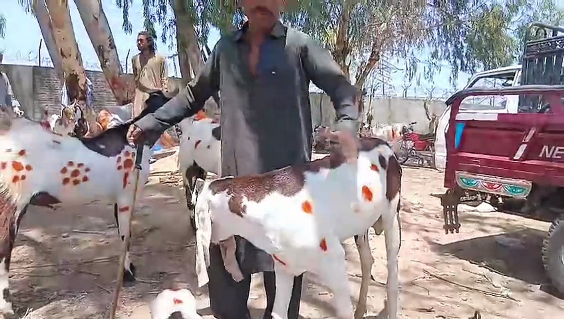 ⁣Chakbeli Morh Mandi/Rawat Mandi/Beautiful Goats/Beetal Goats/Qurbani Goats/Healthy/1 km from Rawat