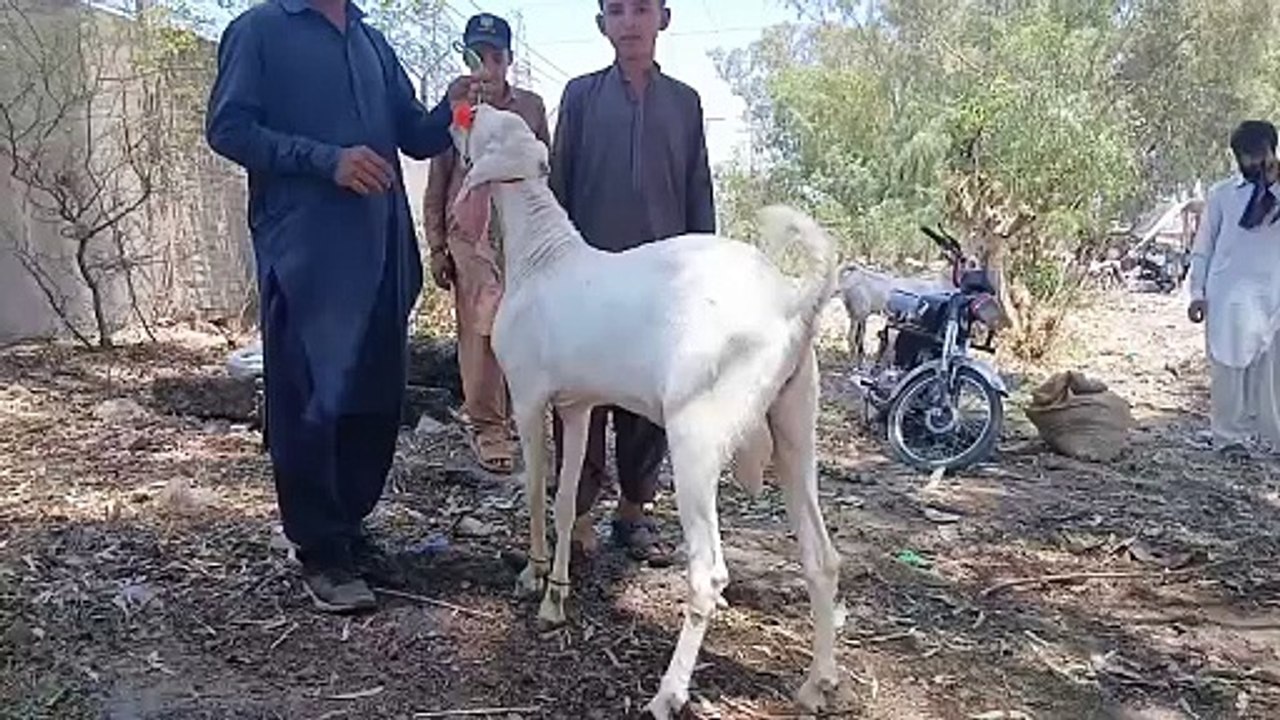 Cahkbeli Morh Mandi Near Rawat/Sasty Bakry/Beetal Goat/Bull Qurbani/Qurbani Goats/Beautifull Goats