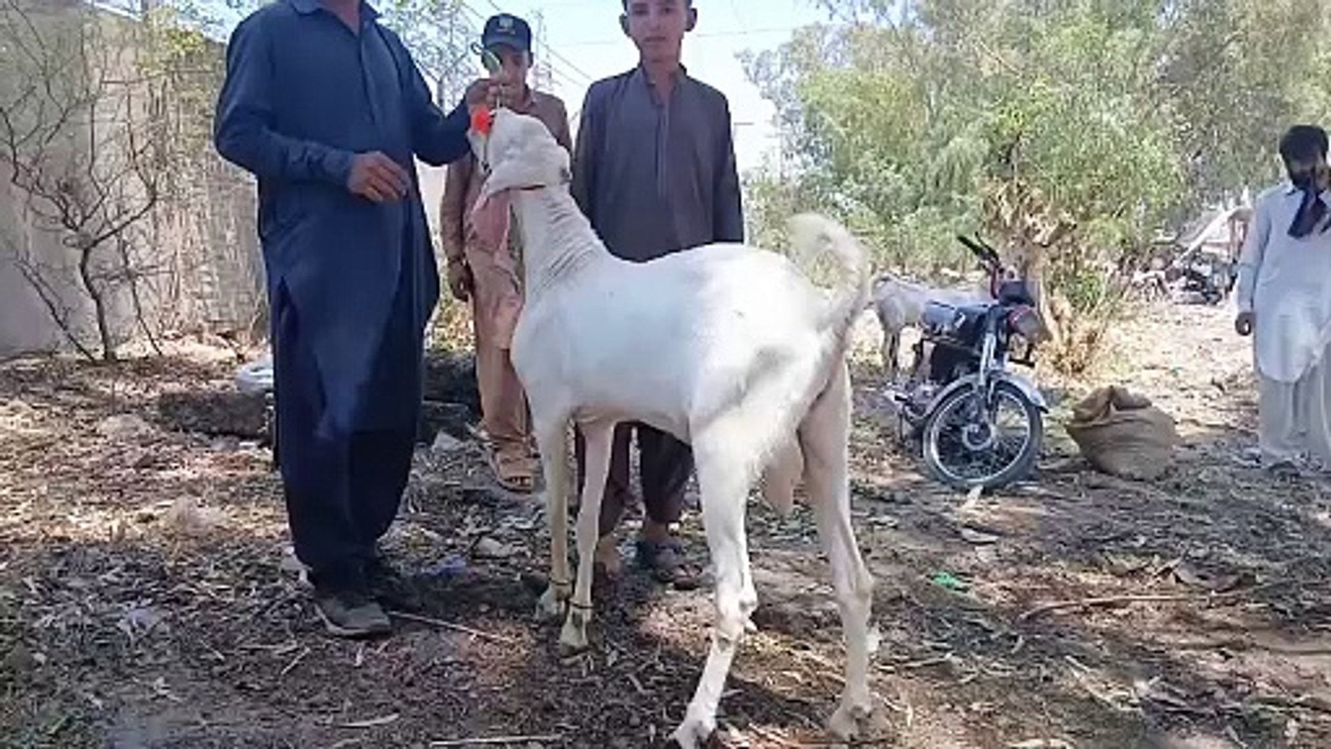 ⁣Cahkbeli Morh Mandi Near Rawat/Sasty Bakry/Beetal Goat/Bull Qurbani/Qurbani Goats/Beautifull Goats