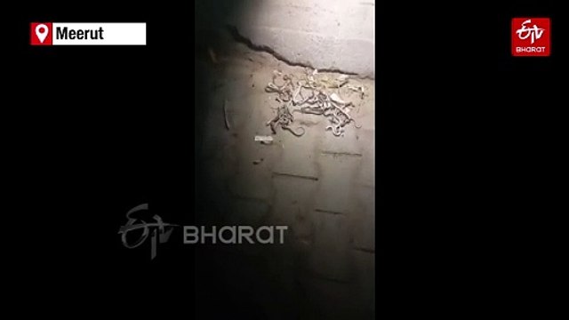 WATCH: Over 50 Snakes Found In Uttar Pradesh Home, Residents Kill Them In Panic; Probe Ordered