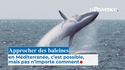 Approcher des baleines en Méditerranée, c’est possible, mais pas n’importe comment