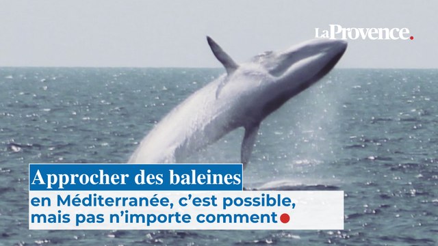 Approcher des baleines en Méditerranée, c’est possible, mais pas n’importe comment