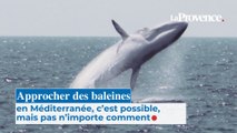 Approcher des baleines en Méditerranée, c’est possible, mais pas n’importe comment