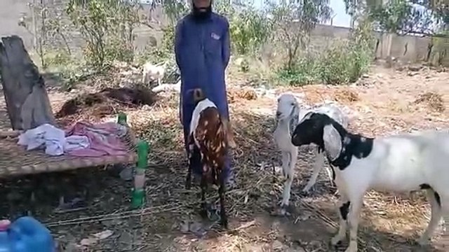 Sasty Bakry/Chakbeli Morh Mandi/Rawat Mandi/Beetal Bakry/Tedy Bakry/Healthy Goats/Qurbani Bakry