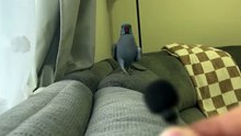 Parrot Says “Hi Babe, Yum Yum Yum” at Microphone – Papagal Vorbitor Super Haios! 🦜🎤