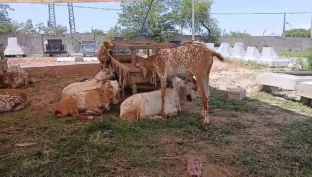 Makhi Cheeny Bakry/Rajanpuri Bakry/Chakbeli Morh Mandi near Rawat/Normal Price/Qurbani Bakray