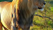 Lion Hunded In Deer