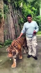 VIDEO: Un tigre ataca a un turista que intentaba tomarse una ‘selfie’ en Tailandia