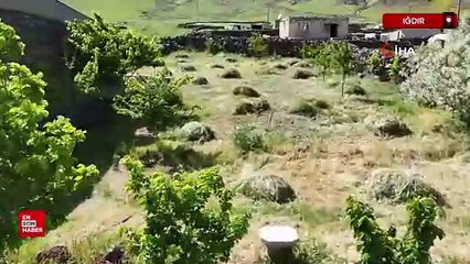 Iğdır’da çorak arazi ağaçlarla yeşeriyor