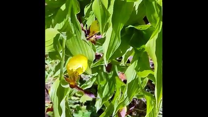 First new wild lady’s-slipper orchid found for 100 years marks conservation win. Credit: Amy Cooper
