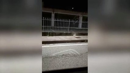 Lupo a Camerata Cornello, immortalato in un video da un automobilista