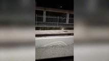 Lupo a Camerata Cornello, immortalato in un video da un automobilista
