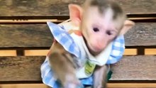 HAPPINESS Found with Kind Humans for This Adorable Monkey!