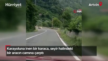 Karaca, seyir halindeki bir aracın camına çarptı!