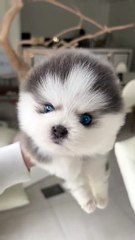 Blue-eyed puppy melts hearts! 💙 / Cățeluș cu ochi albaștri, o dulceață! 🐶💙