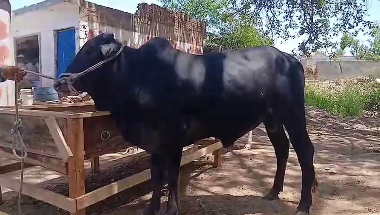 Bagga Sheikhan Rawat Mandi/Chakbeli Road/4 km-Rawat/Qurbani Bulls/Sasty/Desi Bulls/Cholistani Bulls
