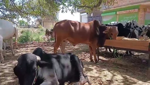 Cholistani Bulls/Desi Bulls/Rawat Mandi/Bagga Sheikhan/Healthy Bulls/Low Price Bulls/Starts from 180