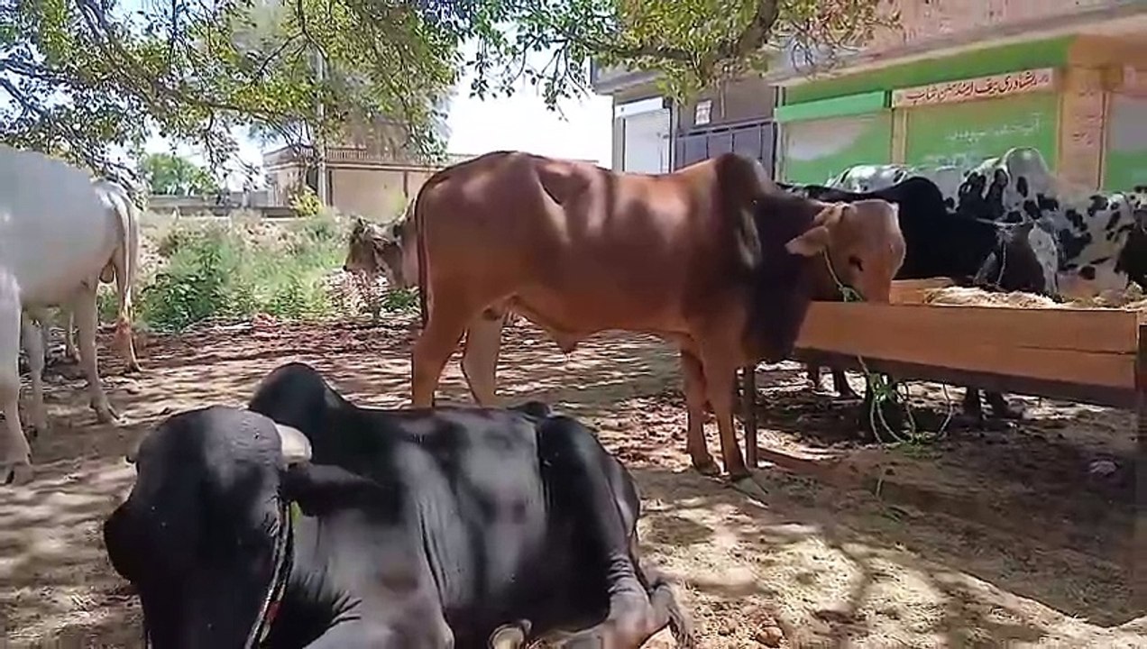 Cholistani Bulls/Desi Bulls/Rawat Mandi/Bagga Sheikhan/Healthy Bulls/Low Price Bulls/Starts from 180