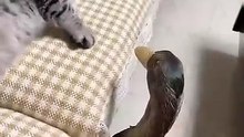 Cat vs Duck – Who Will Win This Funny Battle? 😹🦆 / Pisica vs Rata – Cine câștigă? 😹🦆