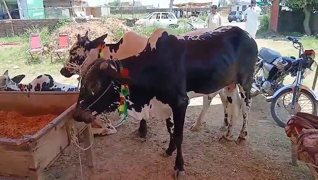 Cholistani Bulls/Desi Bulls/Rawat Mandi/Bagga Sheikhan/Chakbeli Road/Low Price Bulls/Starts from 180