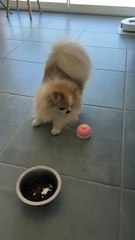 Smart Dog Rings Bell for Food! 🍽️🐶 / Câine Deștept Sună Clopoțelul pentru Mâncare!