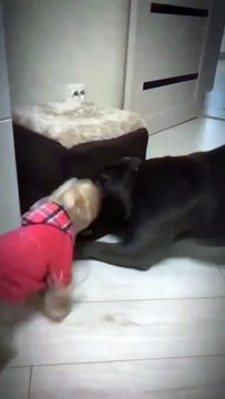 Small Dog vs Big Dog Over a Kennel! 🐶🔥 / Cățel Mic se Enervează pe Cel Mare!