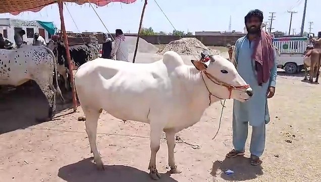 Desi Bulls/Cholistani Bulls/Qurbani Bulls/Bagga Sheikhan Near Rawat/Chakbeli Road/Low Price Bulls