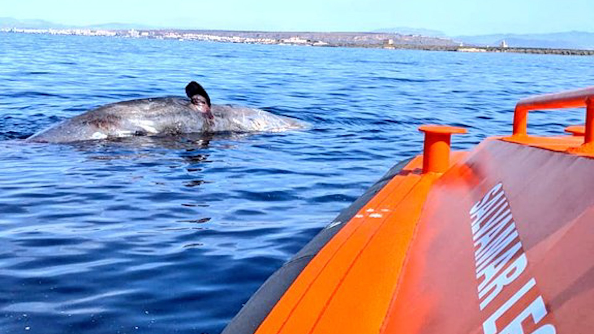 Rescatan el cadáver de un cachalote de 15 metros al sur de la isla de Tabarca (Alicante)