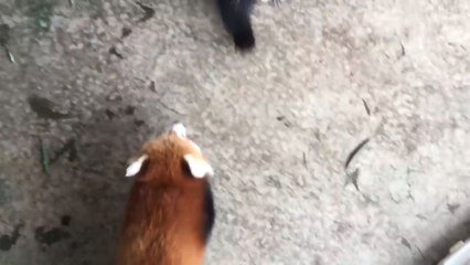 animal baby cute 🥺🥰🥺🥰🥰🥺