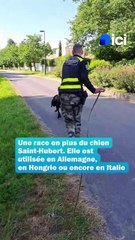 Une nouvelle race de chien à la gendarmerie