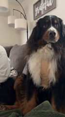 Cheeky Dog Points to Woman When Asked Funny Question