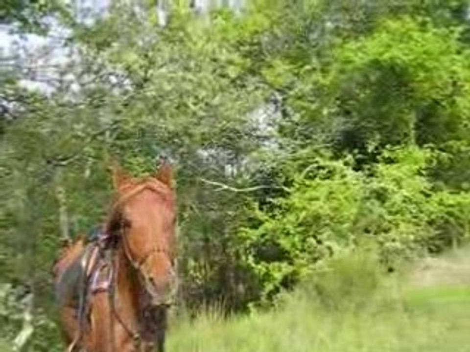Kahlia me rejoint au galop