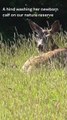 Video of a hind and her calf filmed by the League Against Cruel Sports on the Baronsdown Wildlife Reserve on Exmoor.