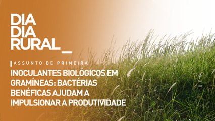 Inoculantes biológicos em gramíneas: bactérias benéficas ajudam a impulsionar a produtividade