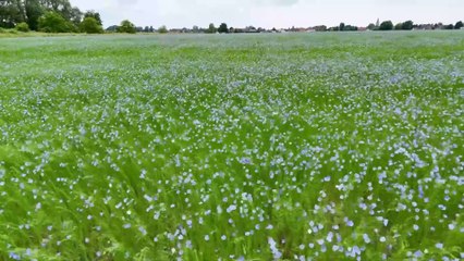 Au fil du lin : ballet aérien sur champs bleus