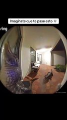 VIDEO: ¡Insólito! Dos cocodrilos “tocaron el timbre” de una casa y esperaron en la puerta