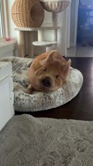 🐷🤣 Funny Pig Sleeping Indoors – The Cutest Houseguest Ever! 🏠💤 / 🐷😂 Porcușor amuzant care doarme în casă – cel mai drăguț oaspete!