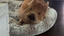 🐷🤣 Funny Pig Sleeping Indoors – The Cutest Houseguest Ever! 🏠💤 / 🐷😂 Porcușor amuzant care doarme în casă – cel mai drăguț oaspete!