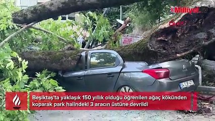 Beşiktaş’ta 150 yıllık ağaç devrildi: Araçlar kullanılmaz hale geldi