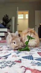 Adorable Bunnies Eating Together 🐰 | Iepurași drăgălași care mănâncă împreună 💕