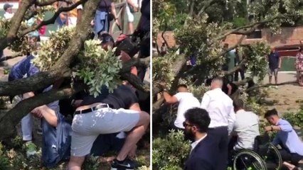 Venezia, la rabbia dei commercianti: «Questo albero era morto da 10 anni»